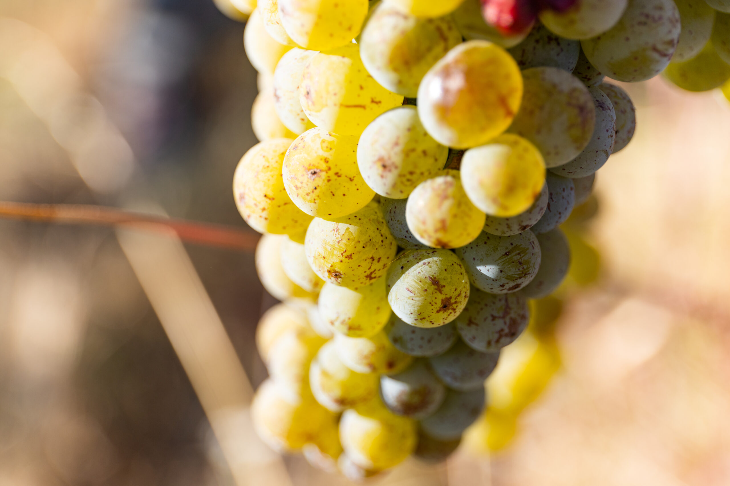 Inizio della vendemmia
